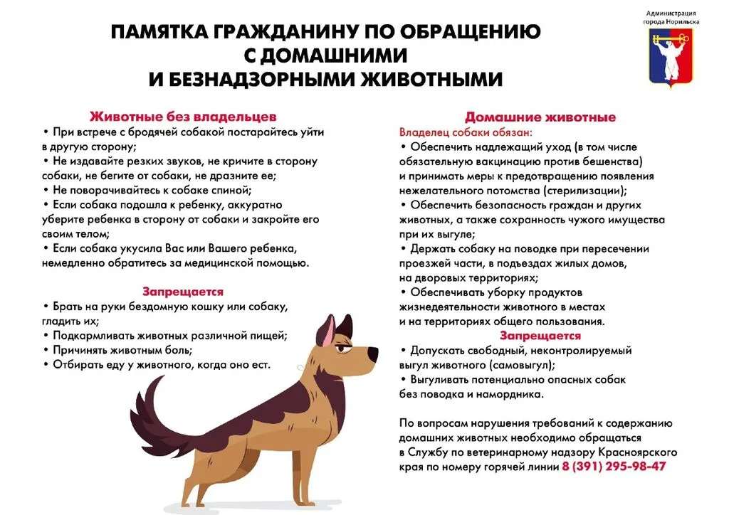 памятка по обращению с домашними и безнадзорными животными